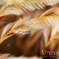 Indian Feather Duster Worm (Sabellastarte Spectabilis)