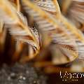 Indian Feather Duster Worm (Sabellastarte Spectabilis)