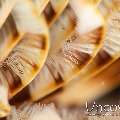 Indian Feather Duster Worm (Sabellastarte Spectabilis)