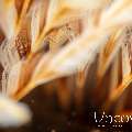 Indian Feather Duster Worm (Sabellastarte Spectabilis)