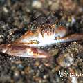 , photo taken in Indonesia, North Sulawesi, Lembeh Strait, Sarena Besar 1