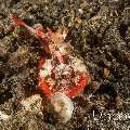 Moulton's Scorpionfish (Parascorpaena moultoni)