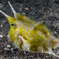 Longhorn Cowfish (Lactoria Cornuta)