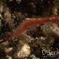 Ocellated tozeuma shrimp (Tozeuma lanceolatum), photo taken in Indonesia, North Sulawesi, Lembeh Strait, Sarena Besar 1