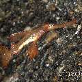 Robust Ghostpipefish (Solenostomus Cyanopterus)