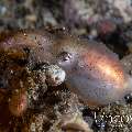 Blue Ring Octopus (Hapalochlaena Lunulata)