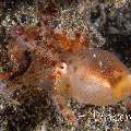 Blue Ring Octopus (Hapalochlaena lunulata), photo taken in Indonesia, North Sulawesi, Lembeh Strait, Sarena Besar 1