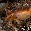 Blue Ring Octopus (Hapalochlaena Lunulata)