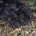 Striped Catfish (Plotosus Lineatus)