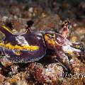 Flamboyant Cuttlefish (Metasepia pfefferi), photo taken in Indonesia, North Sulawesi, Lembeh Strait, Nudi Falls