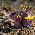 Flamboyant Cuttlefish (Metasepia pfefferi), photo taken in Indonesia, North Sulawesi, Lembeh Strait, Nudi Falls