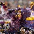 Flamboyant Cuttlefish (Metasepia Pfefferi)