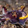 Flamboyant Cuttlefish (Metasepia Pfefferi)