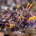 Flamboyant Cuttlefish (Metasepia Pfefferi)