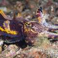 Flamboyant Cuttlefish (Metasepia Pfefferi)