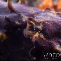 Flamboyant Cuttlefish (Metasepia Pfefferi)