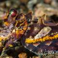 Flamboyant Cuttlefish (Metasepia Pfefferi)