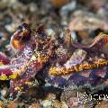 Flamboyant Cuttlefish (Metasepia Pfefferi)