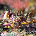 Flamboyant Cuttlefish (Metasepia Pfefferi)