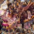 Flamboyant Cuttlefish (Metasepia Pfefferi)