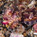 Flamboyant Cuttlefish (Metasepia Pfefferi)