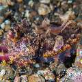 Flamboyant Cuttlefish (Metasepia Pfefferi)