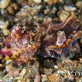 Flamboyant Cuttlefish (Metasepia Pfefferi)