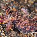 Flamboyant Cuttlefish (Metasepia Pfefferi)