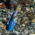 Ribbon Eel (Rhinomuraena quaesita), photo taken in Indonesia, North Sulawesi, Lembeh Strait, Nudi Falls