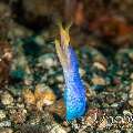 Ribbon Eel (Rhinomuraena quaesita), photo taken in Indonesia, North Sulawesi, Lembeh Strait, Nudi Falls