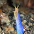 Ribbon Eel (Rhinomuraena quaesita), photo taken in Indonesia, North Sulawesi, Lembeh Strait, Nudi Falls