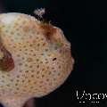 Painted Frogfish (Antennarius Pictus)