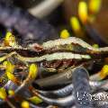 Ambon crinoid shrimp (Laomenes amboinensis), photo taken in Indonesia, North Sulawesi, Lembeh Strait, Nudi Falls