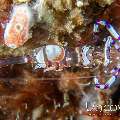Graceful Anemone Shrimp (Periclimenes venustus)