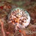 Tiger Shell (Cypraea tigris), photo taken in Indonesia, North Sulawesi, Lembeh Strait, Critter Hunt