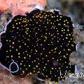 Polyclad Flatworm, photo taken in Indonesia, North Sulawesi, Lembeh Strait, Critter Hunt