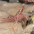 Dancing Shrimp (Rhynchocinetes Durbanensis)