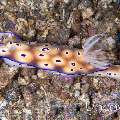 Nudibranch, photo taken in Indonesia, North Sulawesi, Lembeh Strait, Critter Hunt