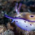 Nudibranch, photo taken in Indonesia, North Sulawesi, Lembeh Strait, Critter Hunt