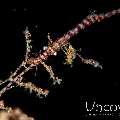 Banded Tozeuma Shrimp (Tozeuma armatum), photo taken in Indonesia, North Sulawesi, Lembeh Strait, Critter Hunt