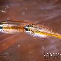 , photo taken in Indonesia, North Sulawesi, Lembeh Strait, Critter Hunt