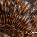 Indian Feather Duster Worm (Sabellastarte Spectabilis)