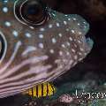 White-Spotted Puffer (Arothron hispidus), photo taken in Indonesia, North Sulawesi, Lembeh Strait, Critter Hunt