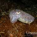 Broadclub cuttlefish (Sepia latimanus), photo taken in Indonesia, North Sulawesi, Lembeh Strait, Critter Hunt