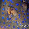 Blue-spotted Ribbontail Ray (Taeniura lymma), photo taken in Indonesia, North Sulawesi, Lembeh Strait, Critter Hunt