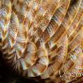 Indian Feather Duster Worm (Sabellastarte spectabilis), photo taken in Indonesia, North Sulawesi, Lembeh Strait, Critter Hunt