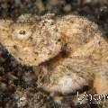 Humpback Scorpionfish (Scorpaenopsis Macrochir)