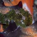 Painted Frogfish (Antennarius pictus)