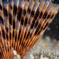 Indian Feather Duster Worm (Sabellastarte Spectabilis)