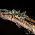Xeno Crab (Xenocarcinus Tuberculatus), photo taken in Indonesia, North Sulawesi, Lembeh Strait, Sarena Besar 1